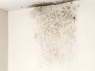Indoor Mold Removal Services