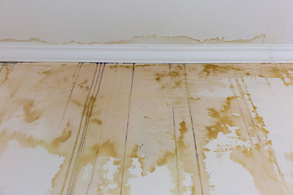 Expert Mold Damage Restoration Services Expert Mold Damage Restoration Services