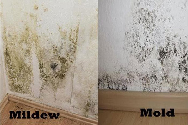 Mildew Mold Removal Services Mildew Mold Removal Services