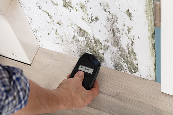 Professional Mold Mildew Testing Services Professional Mold Mildew Testing Services